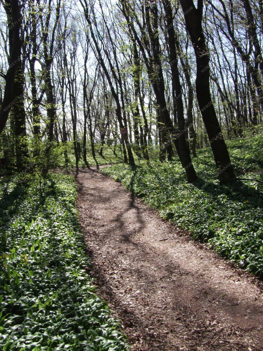 Természet - Mecseki erdőrészlet