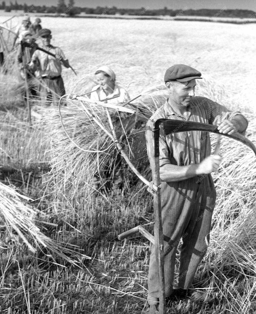 Mezőgazdaság - Kaszával aratnak a koroncói Zöld Mező Tsz-ben