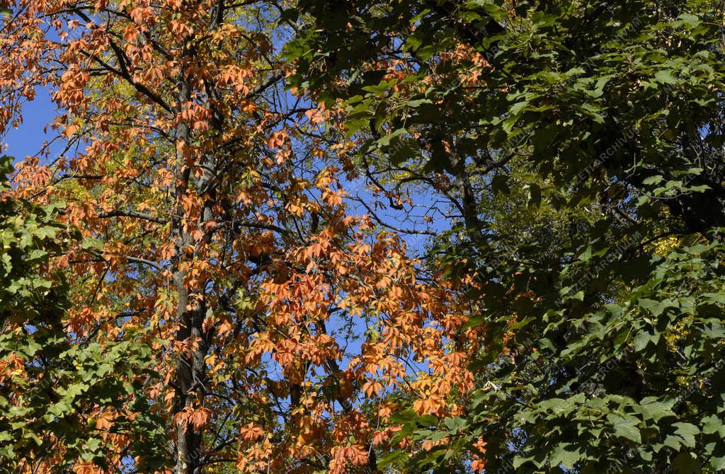 Természet - Budapest - Őszi Népliget 