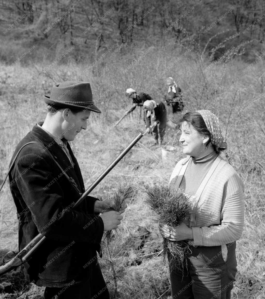 Mezőgazdaság - Erdészet - Fásítás a Bükkben