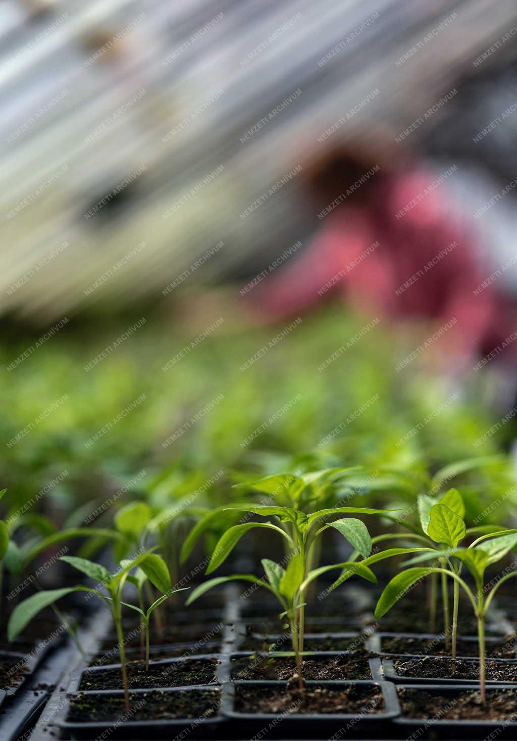 Mezőgazdaság - Primőr zöldségtermesztés