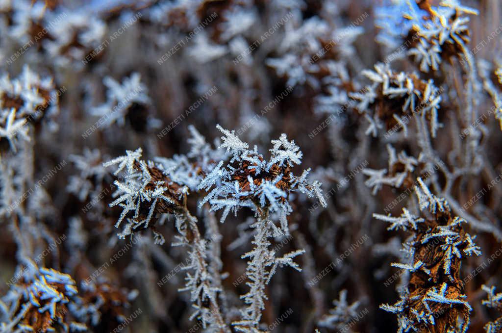 Természet - Tiszacsege - Zúzmarás levelek 