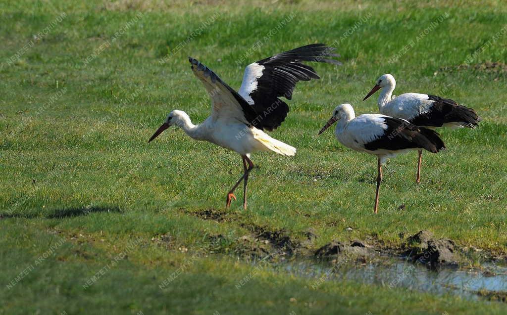 Természet - Hortobágy - Megjöttek a gólyák a Hortobágyra