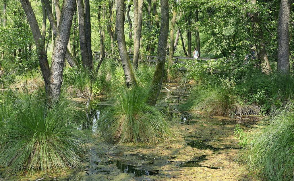 Természet - A Tatai Fényes Tanösvény