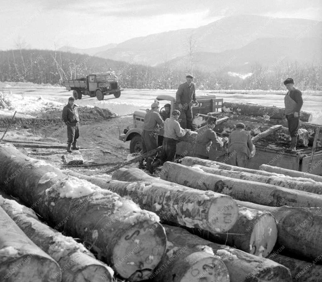 Téli fakitermelés a Mátrai Erdőgazdaságban