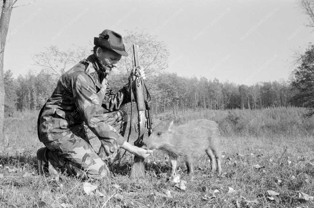 Természet - Állatvilág - Háziasított vadmalac