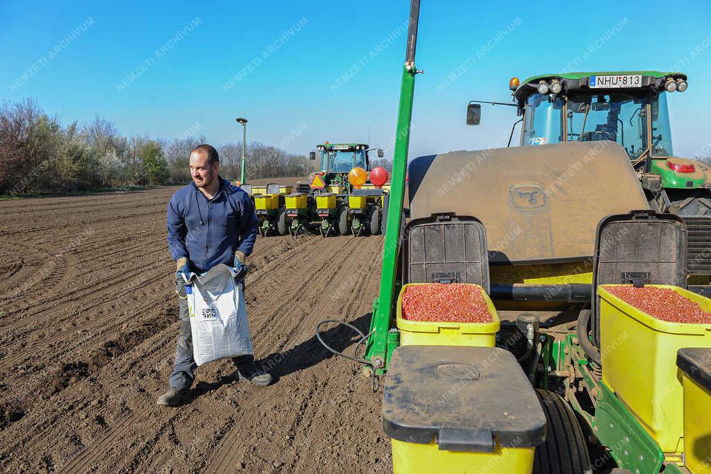 Mezőgazdaság - Debrecen - Kukorica vetés