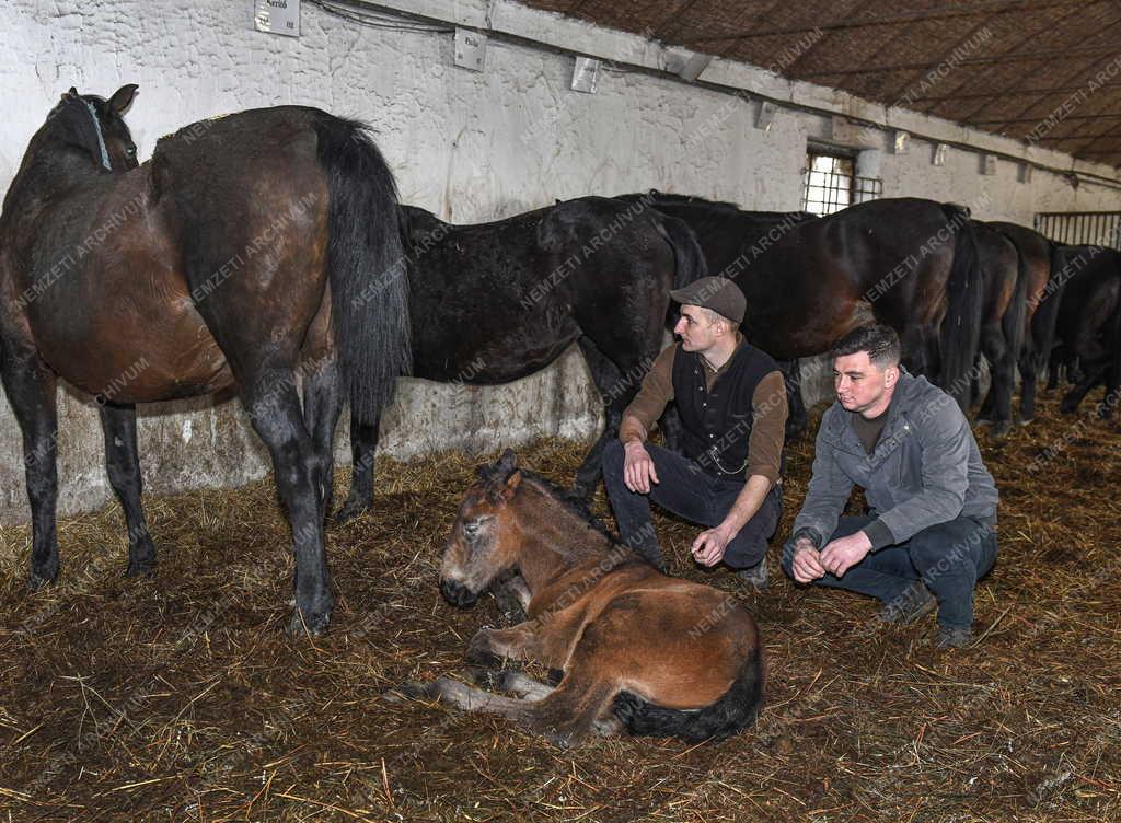 Mezőgazdaság - Állattenyésztés - Nóniusz csikók születnek a mátai ménesnél