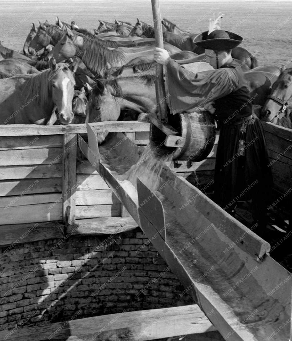 A szerző válogatása - A mai Hortobágy