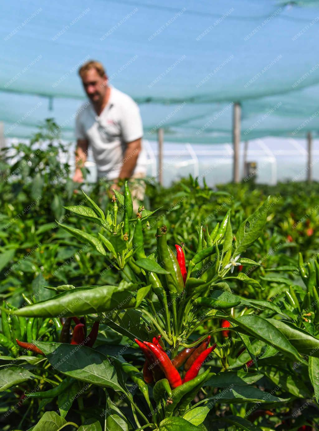 Élelmiszeripar - Tetétlen - Sárréti chilifarm