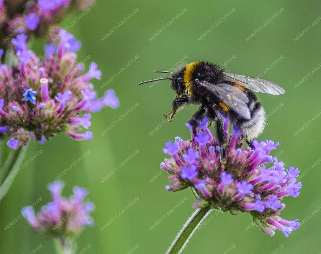 Természet - Budapest - Poszméh