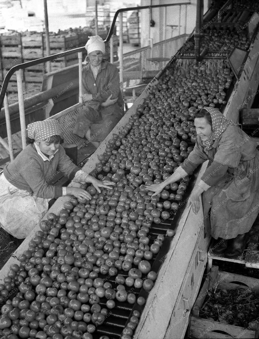 Élelmiszeripar - Paradicsom befőzés a Budapesti Konzervgyárban