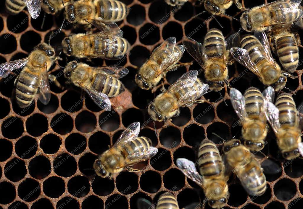 Méhészet - Sajószöged - Indul a méhész szezon