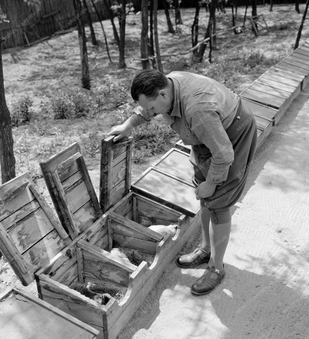 Mezőgazdaság - Állattartás - Tatai fácántelep