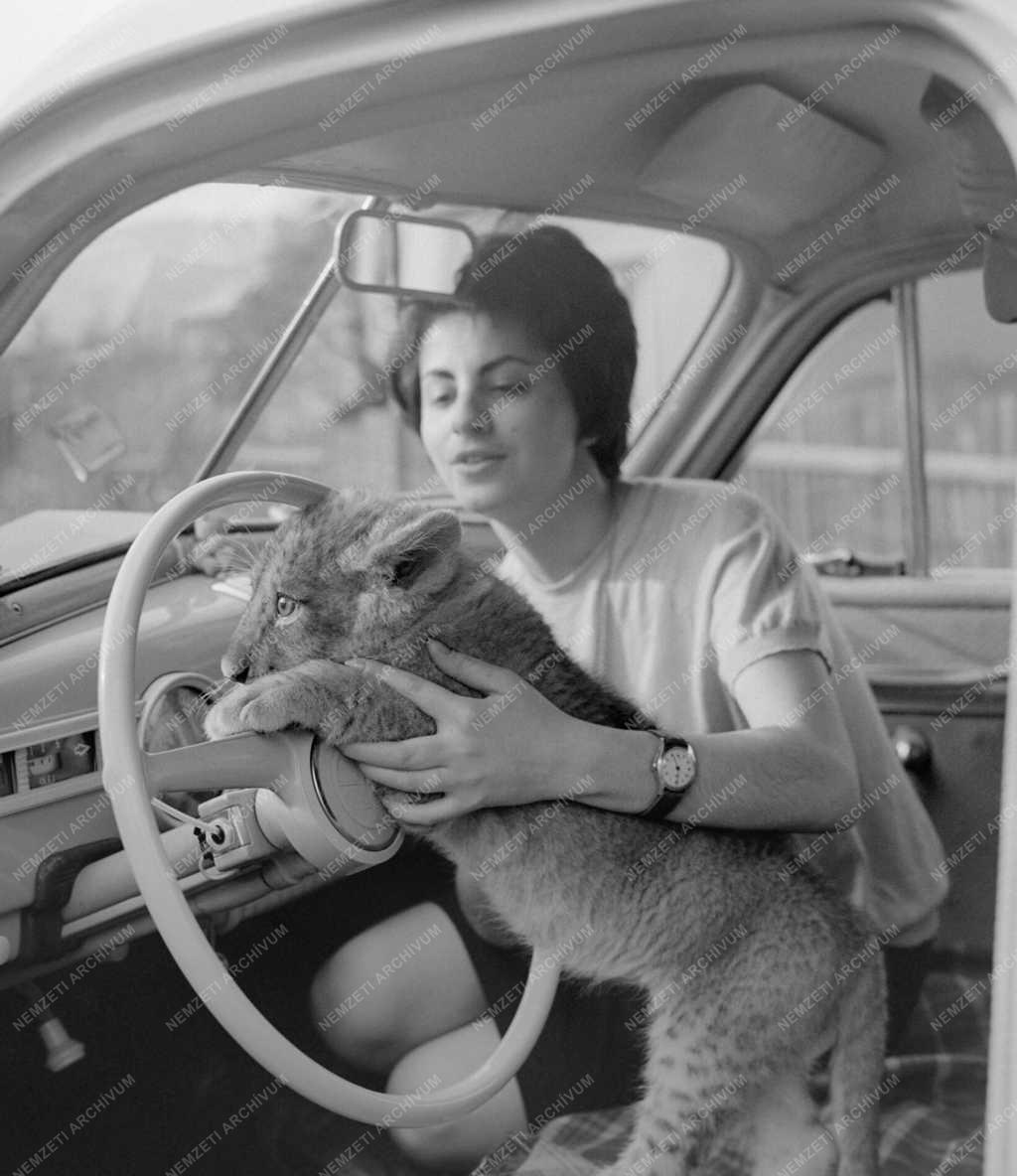 Állatvédelem - Állatszelidítés társadalmi munkában