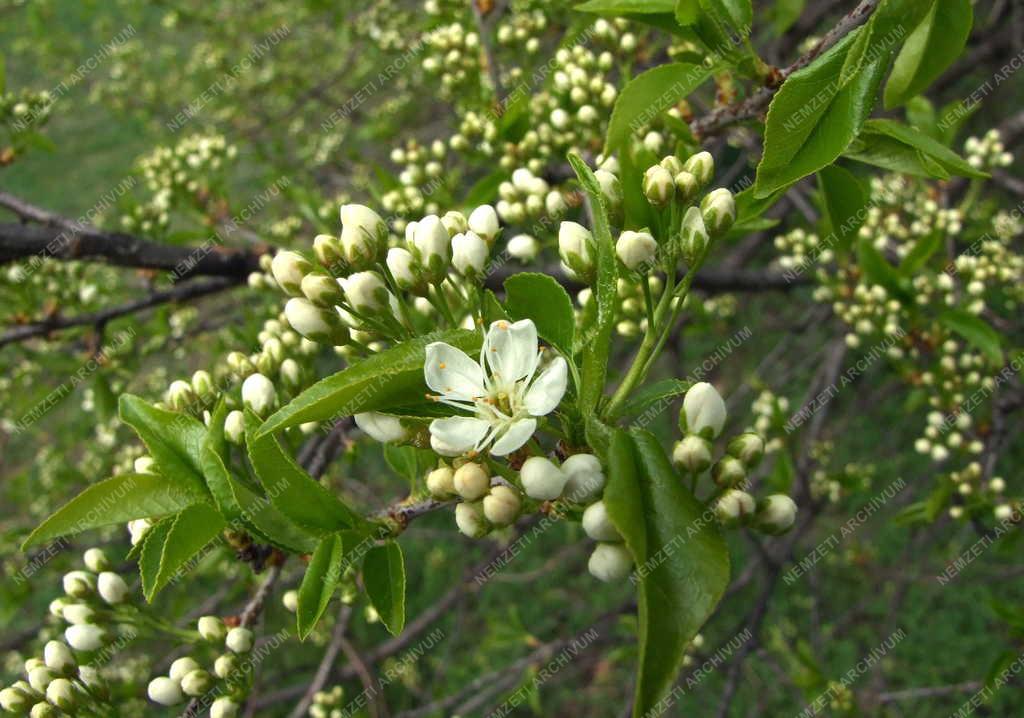 Természet - Cserje - Virágzik a kökény