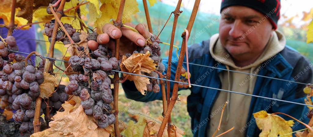 Borászat - Tokaj - A Paulay Borház szőlőültetvénye