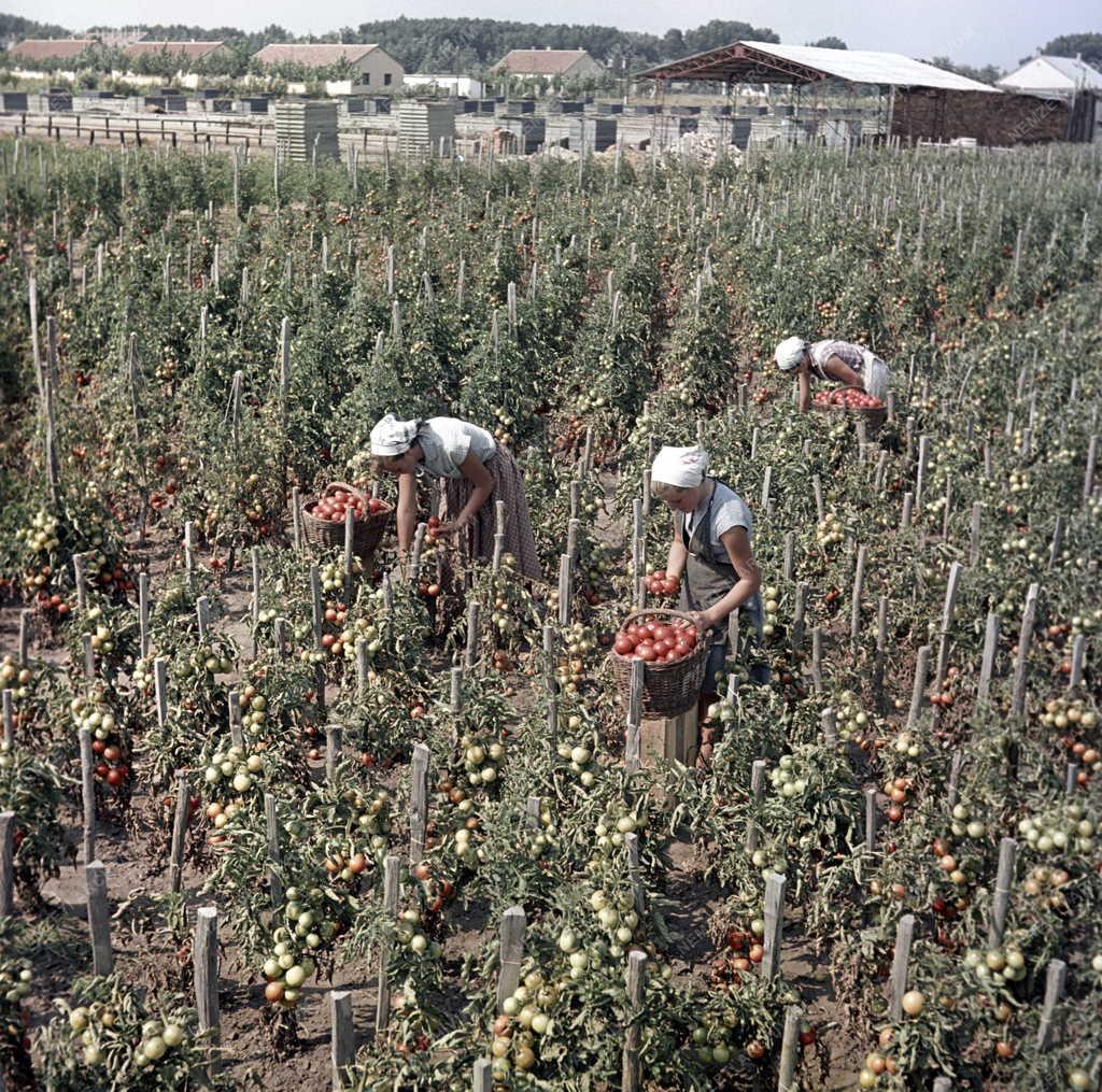 Mezőgazdaság - Duna-Tiszaközi MGTSZ