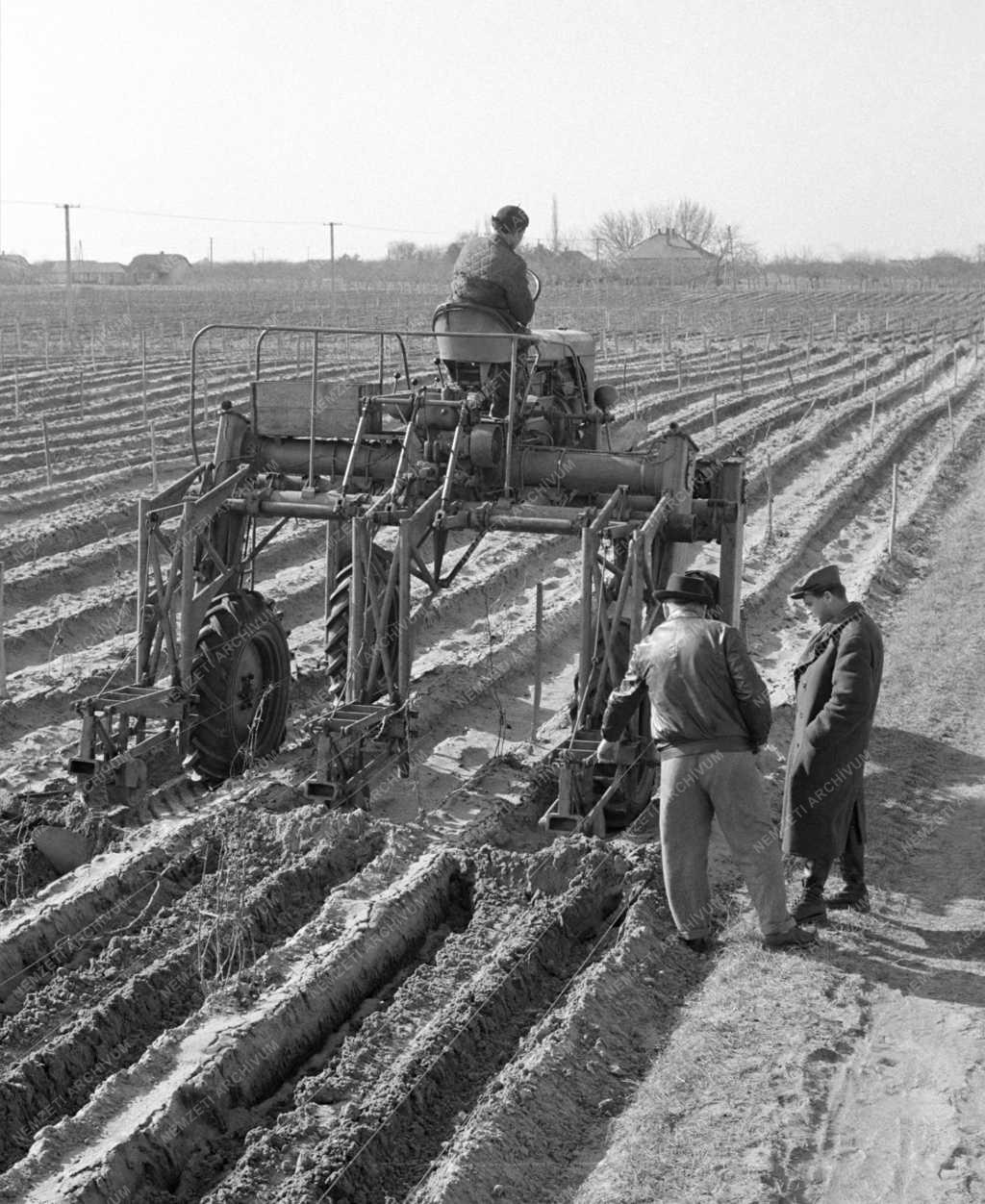 Mezőgazdaság – Szőlőtermesztés – Tavaszi munkák