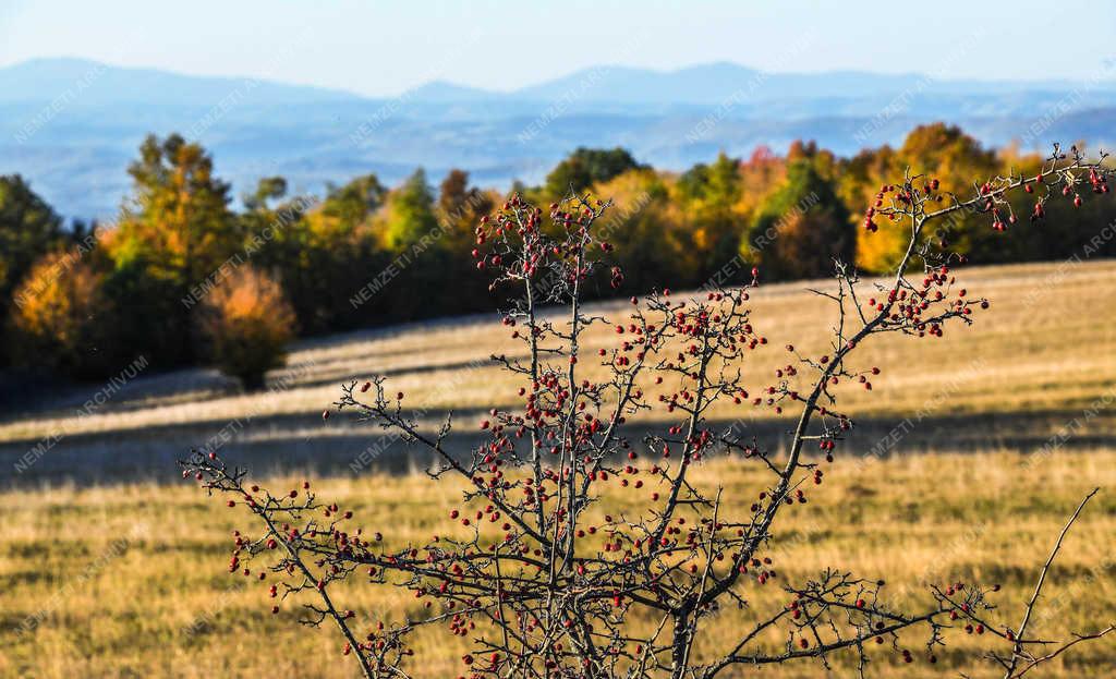 Természet - Zsobok - Ősz a határban
