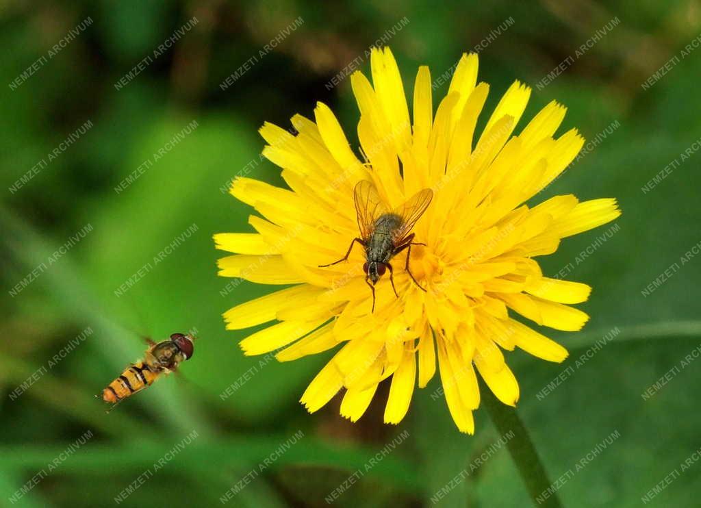 Természet - Rovarok