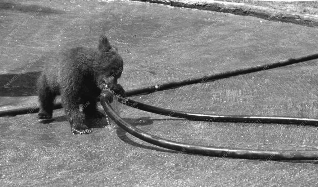 Állatvilág - Állatkert