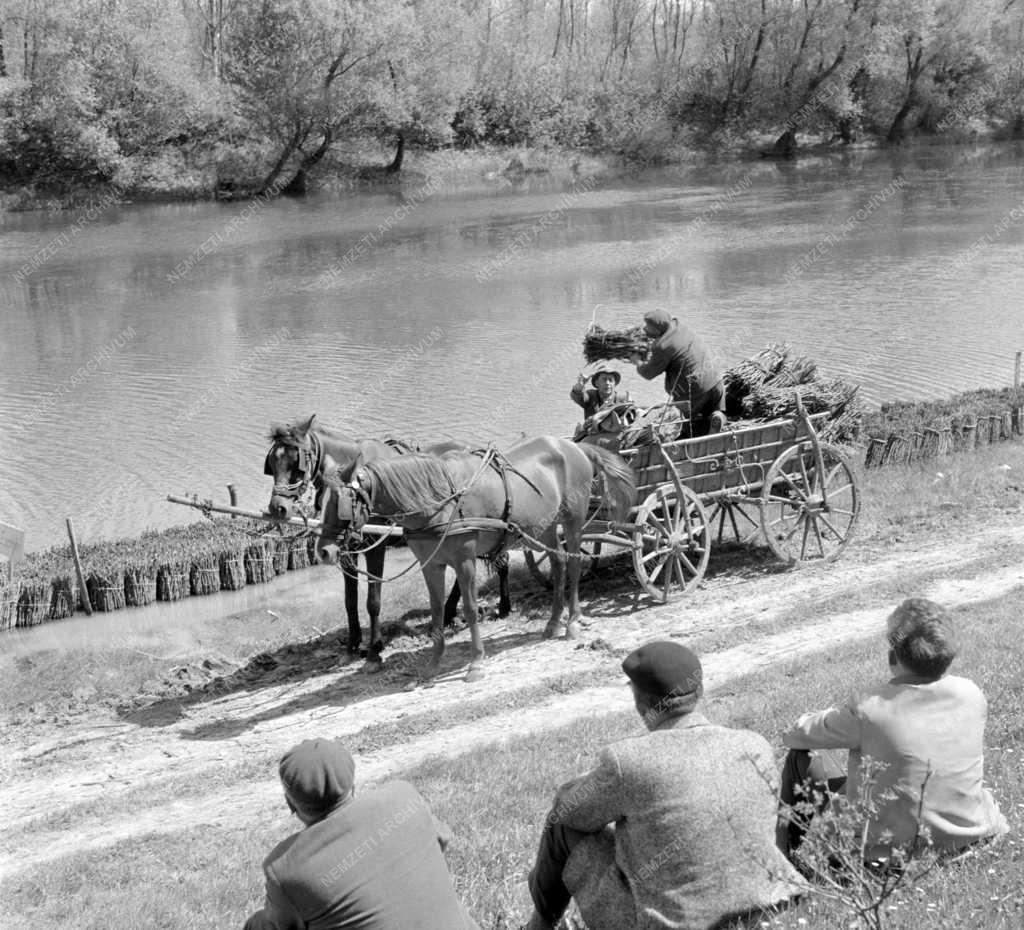 Mezőgazdaság - Szőlőtelepítés