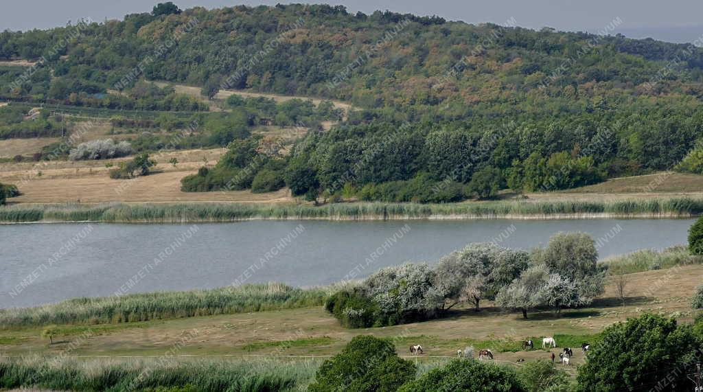 Természet - Tihany - Belső-tó csökkent vízmennyisége