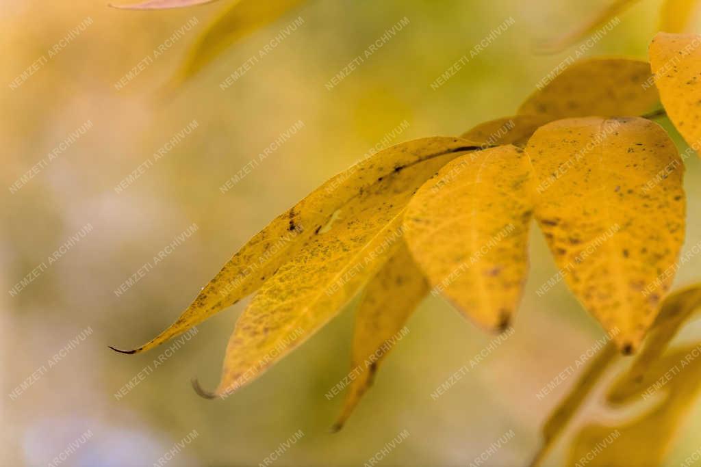 Természet - Budapest - Őszi falevelek