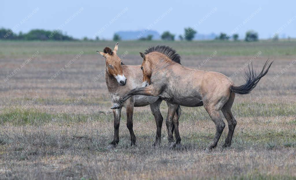 Állatvilág - Hortobágy - Przewalski-lovak