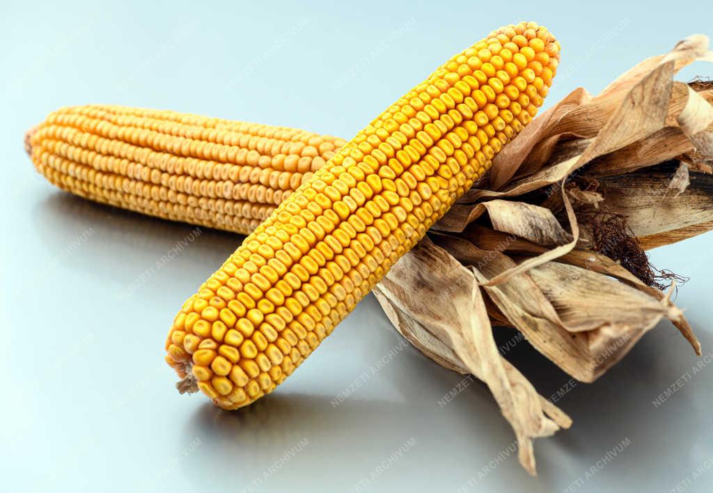 Mezőgazdaság - Kukorica termés