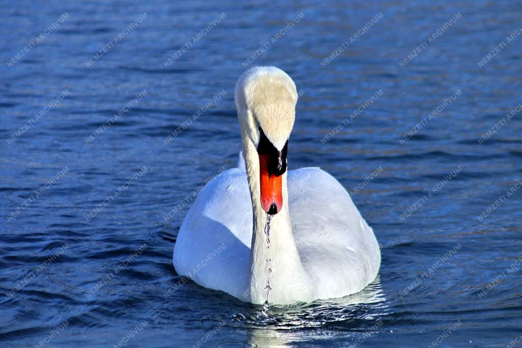 Természet - Balatonalmádi - Hattyú