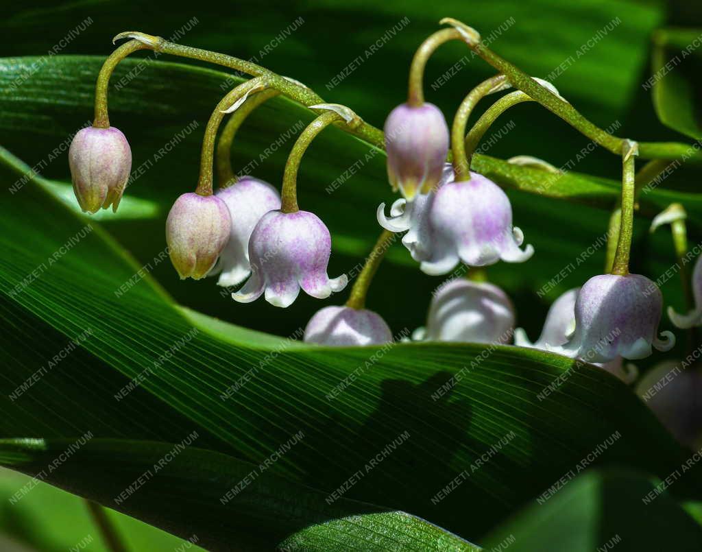 Természet - Virág - Gyöngyvirág
