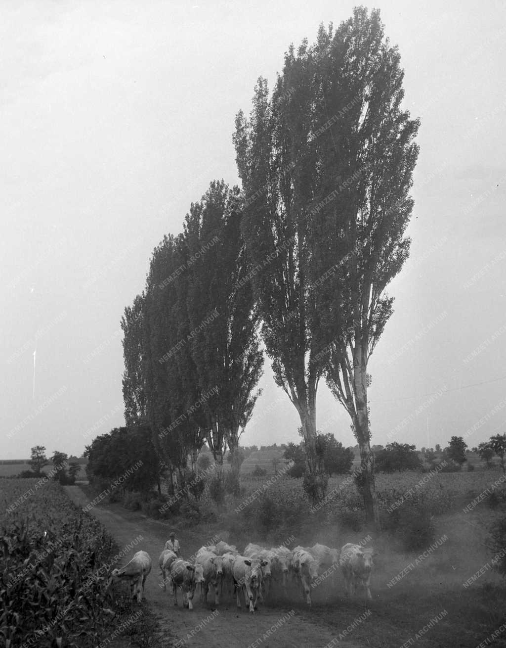 Gazdaság - Mezőgazdaság - Győzelem Állami Gazdaság