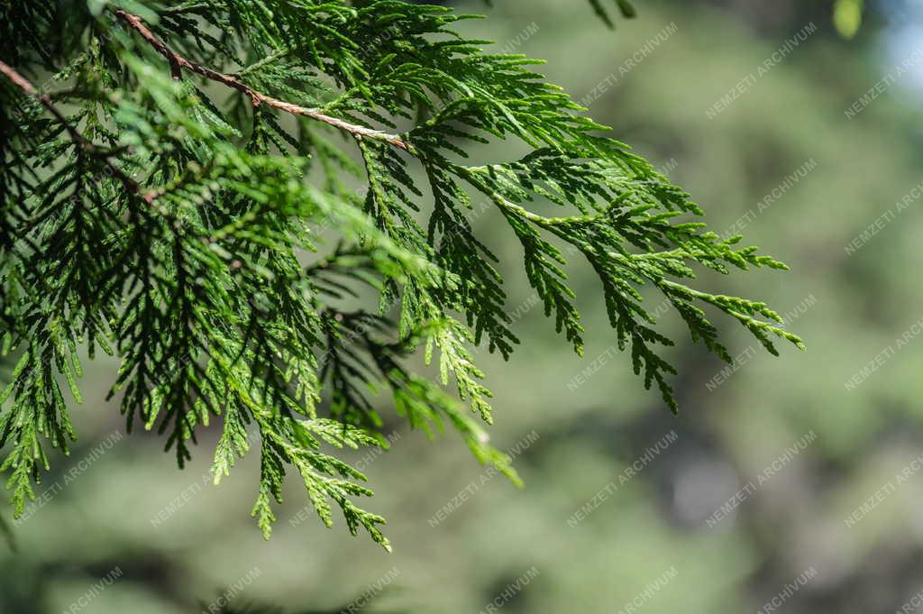 Természet - Kám - Jeli Arborétum
