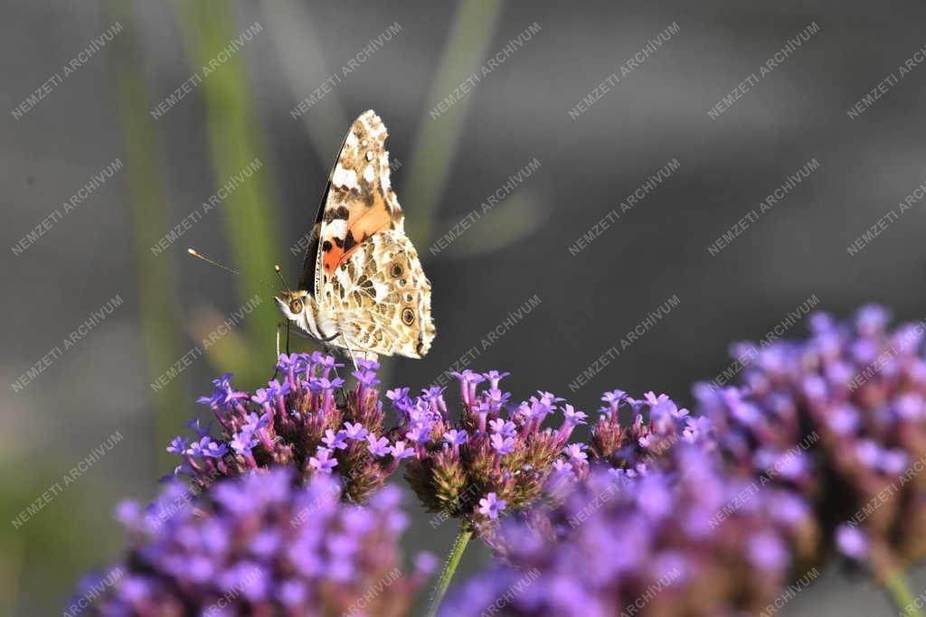 Természet - Budapest - Bogáncslepke