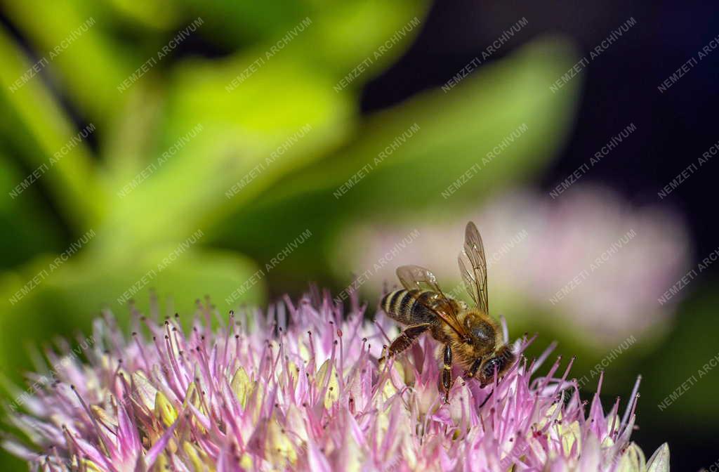 Természet - Virágzik a pompás varjúháj
