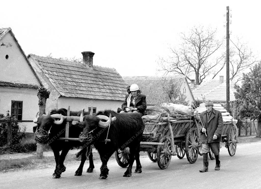 Életmód - Somogy megyei képek