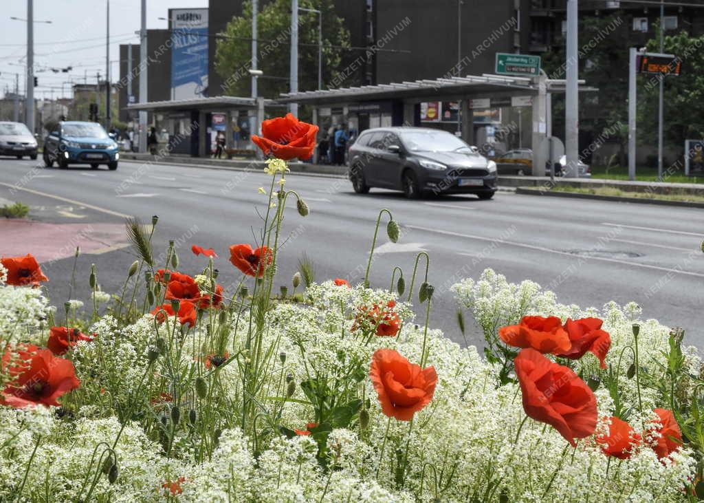 Városkép - Budapest - Virágok a Körösi Csoma Sándor út mellett