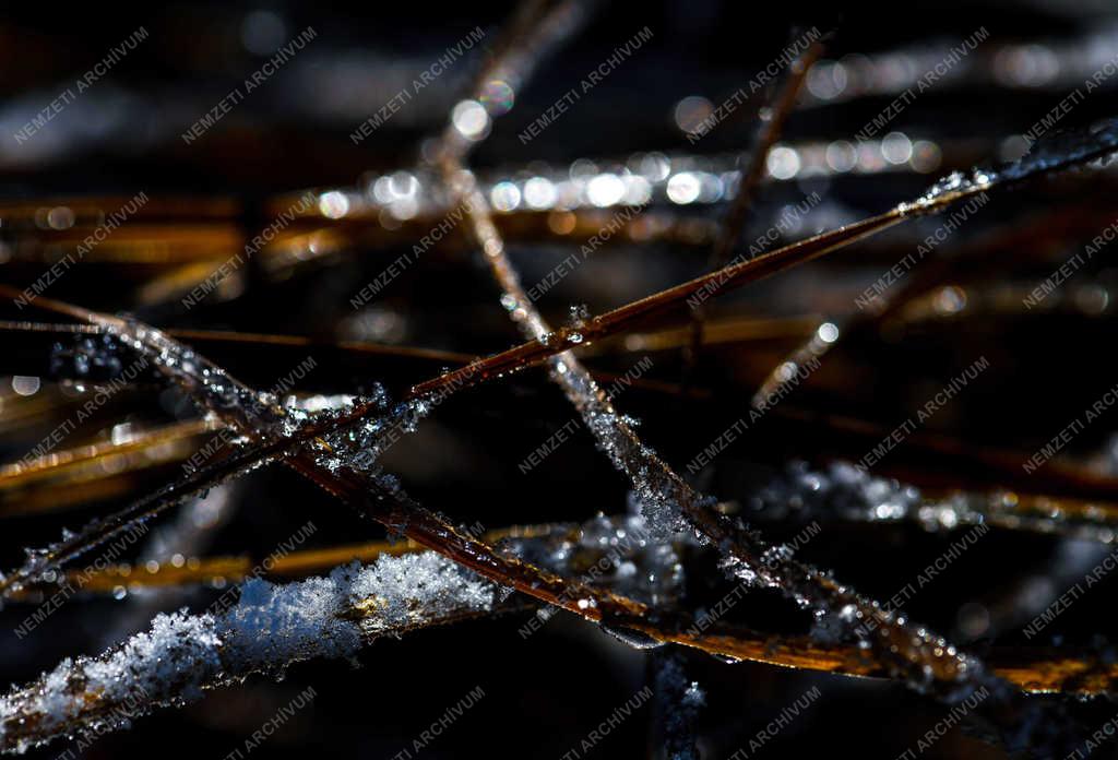 Természet - Debrecen - Telelő növények és fák 