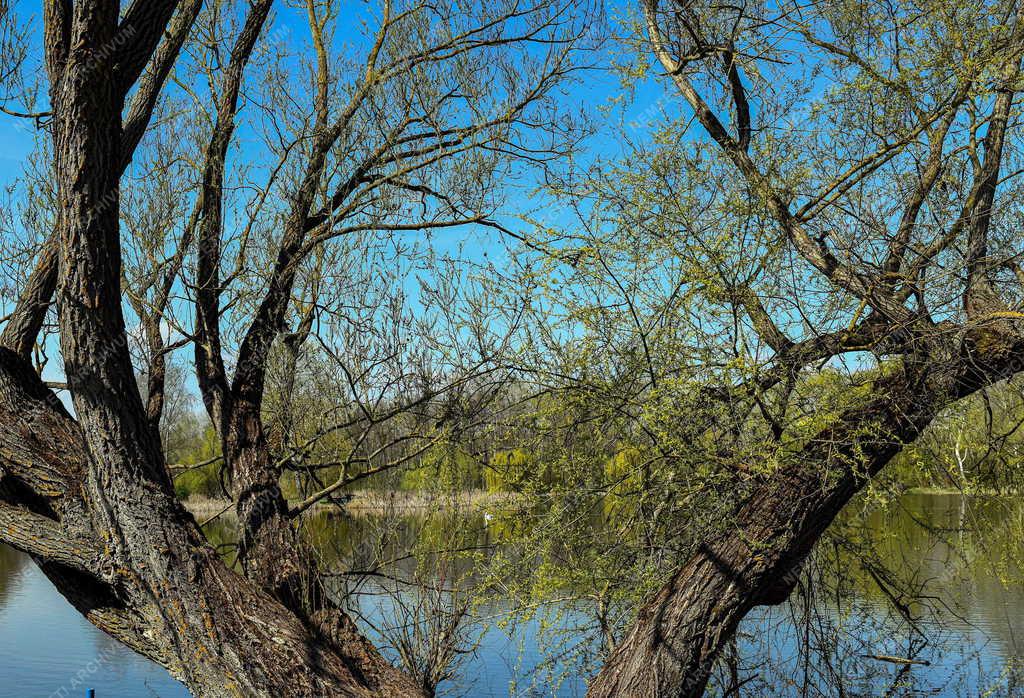 Tájkép - Vekeri-tó