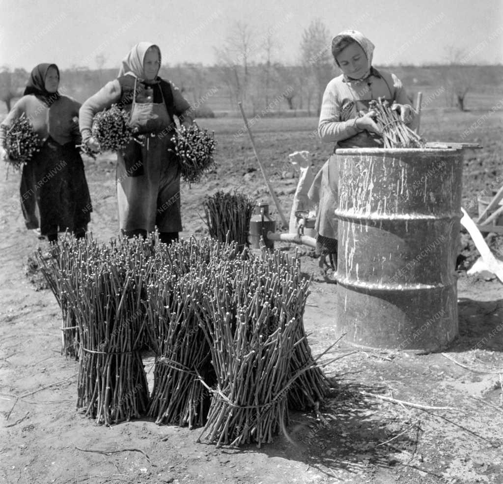Mezőgazdaság - Szőlőtelepítés