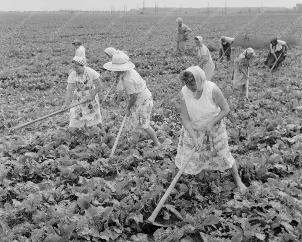 Mezőgazdaság - Cukorrépa kapálás Bátaszéken