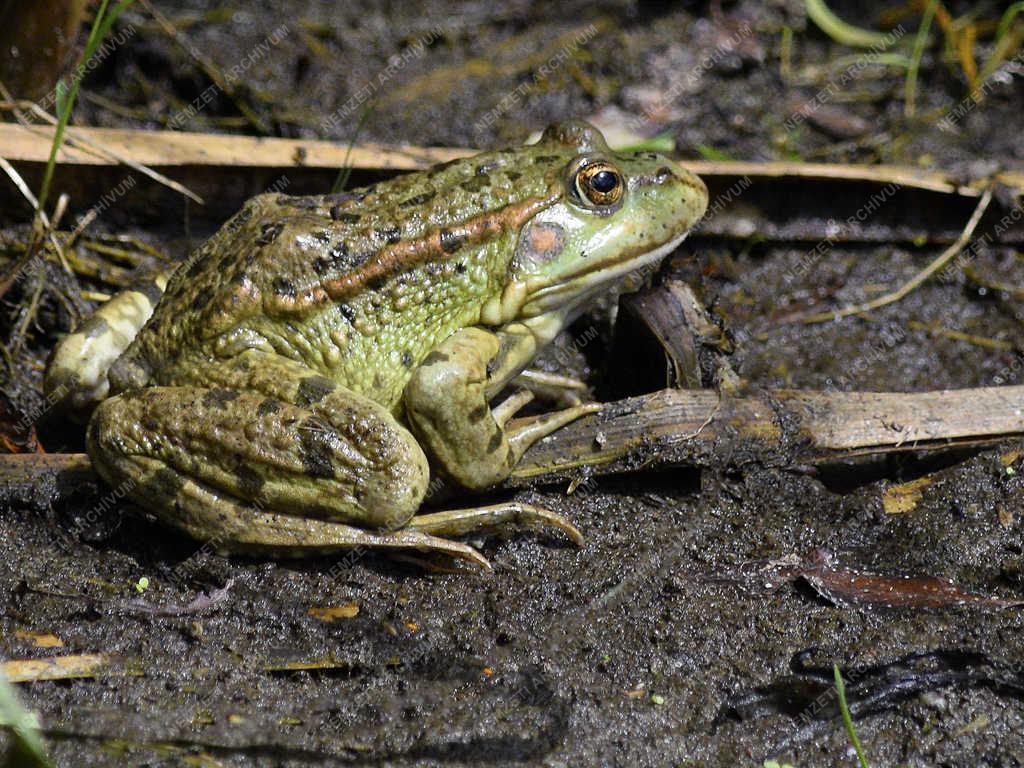 Természet - Budapest - Kis tavibéka