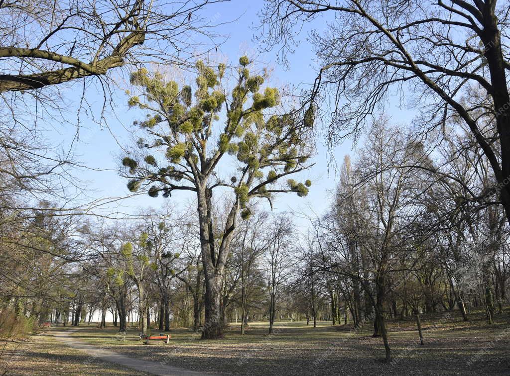 Természet - Budapest - Népliget