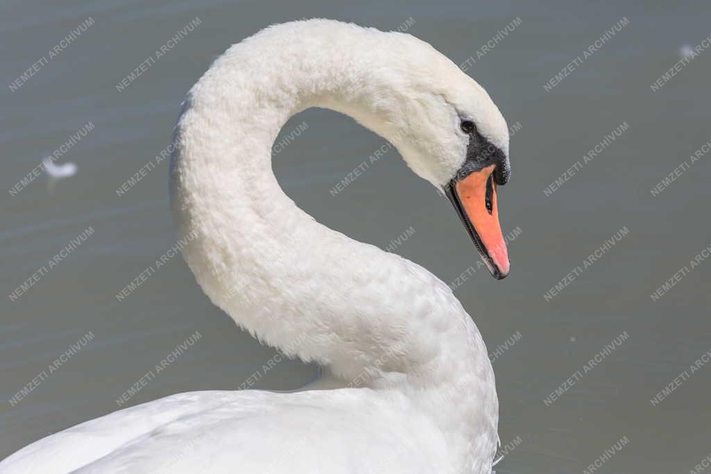 Természet - Budapest - Bütykös hattyúk