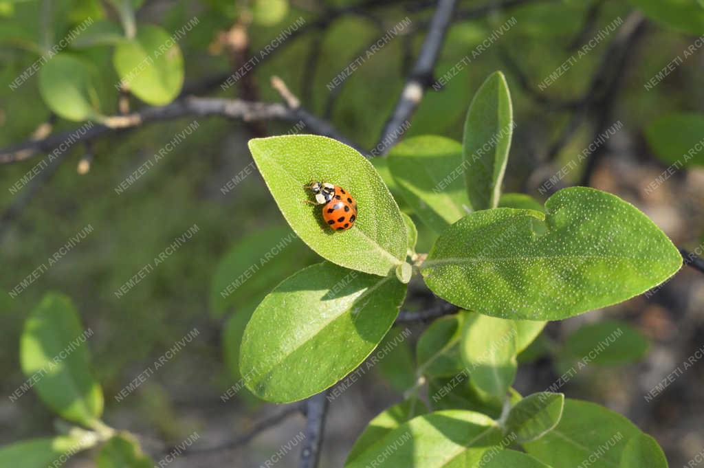 Természet - Budapest - Harlekin katica