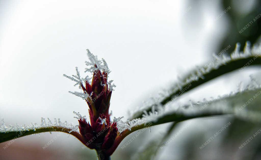 Természet - Tiszacsege - Zúzmarás levelek 
