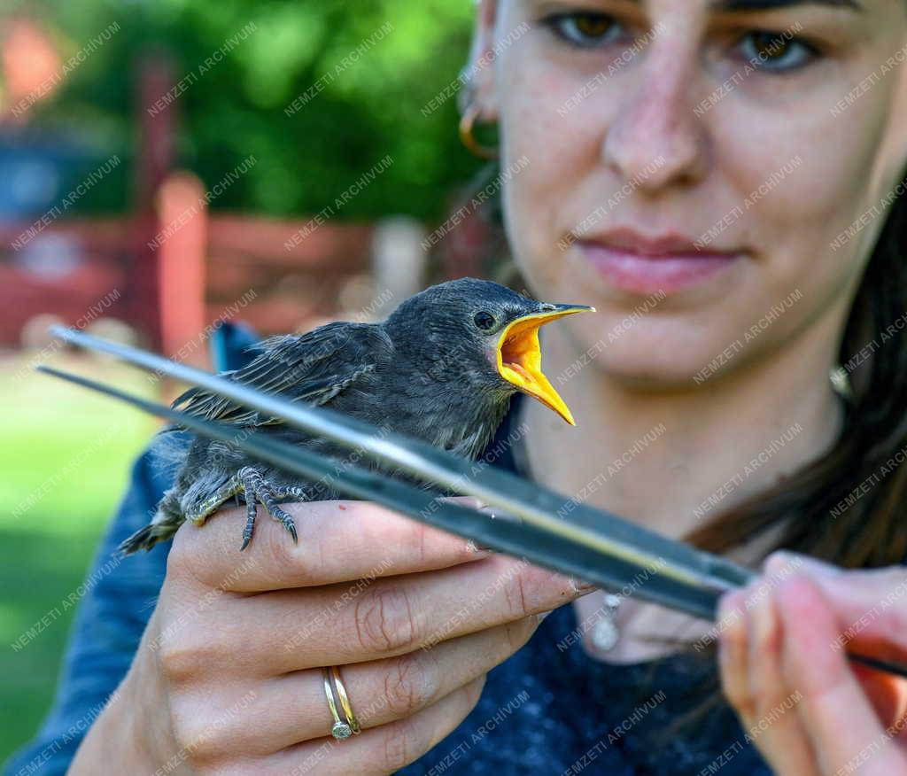 Állatvédelem - Madárfiókák gondozása a Hortobágyi Madárkórházban