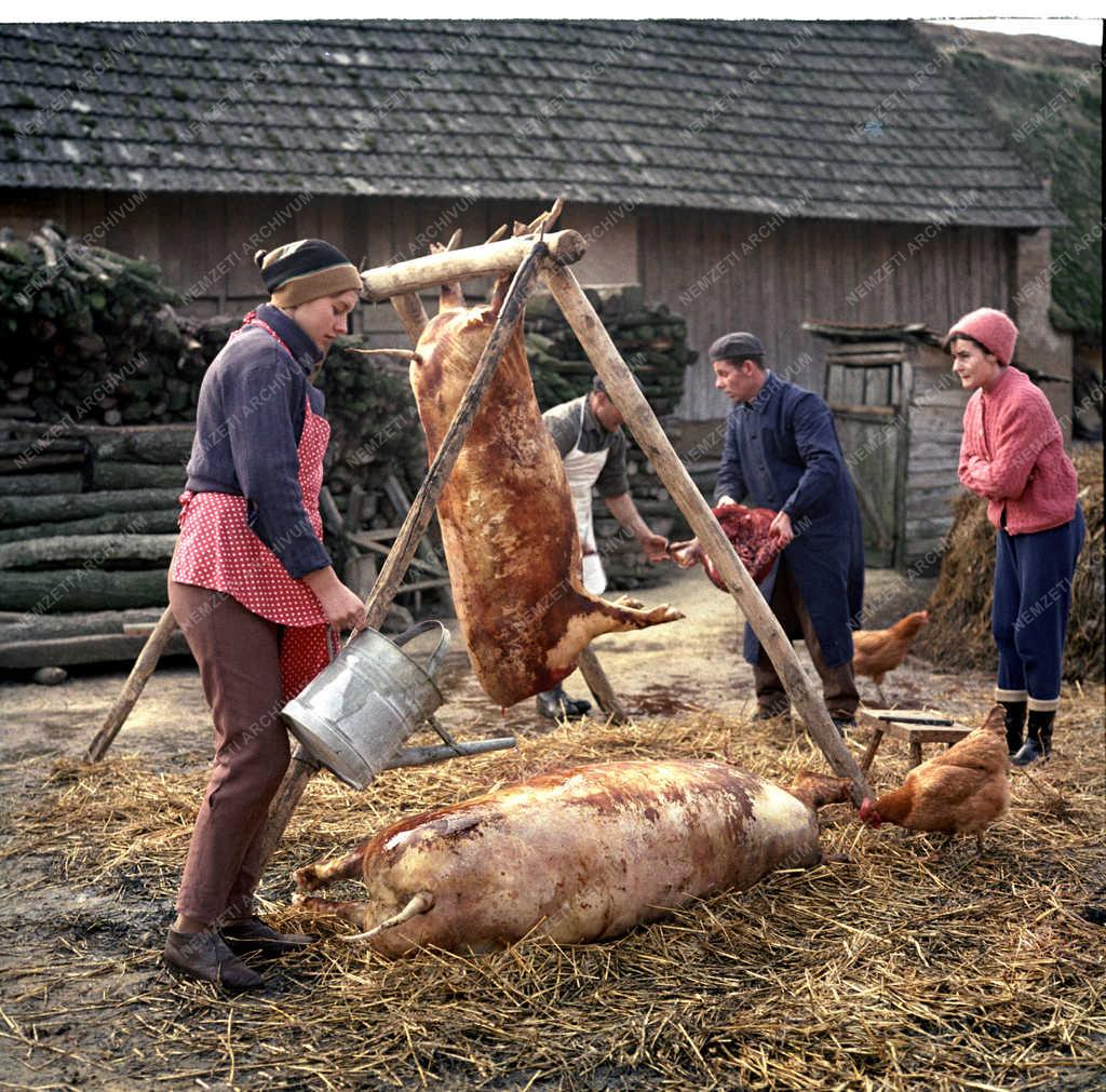 Mezőgazdaság - Disznóvágás